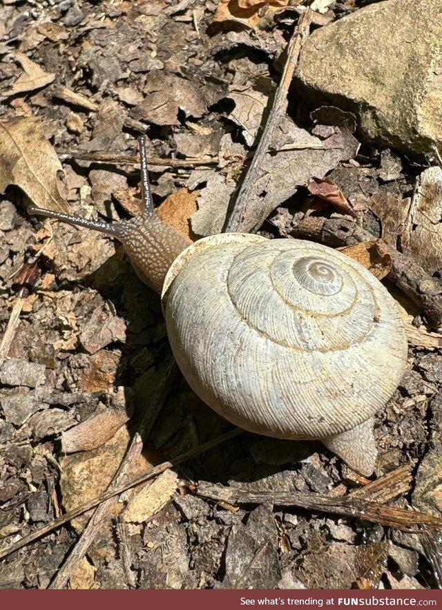 Shelled gastropod