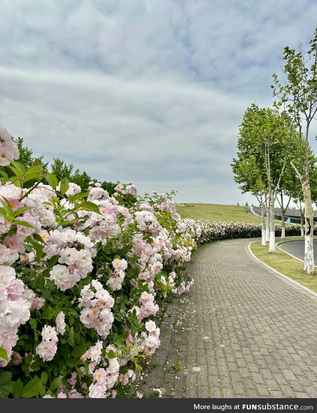 flowers