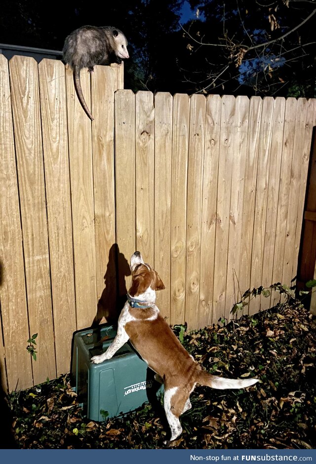 Porter met a possum this evening