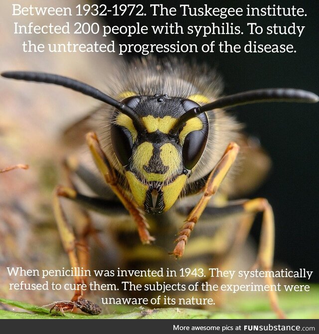 Atrocity Wasp is here to teach you about u.S. History