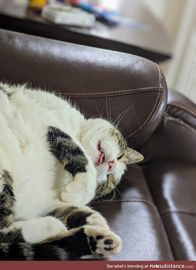 We've had vistors tell us they think our cat is dead because of how he sleeps