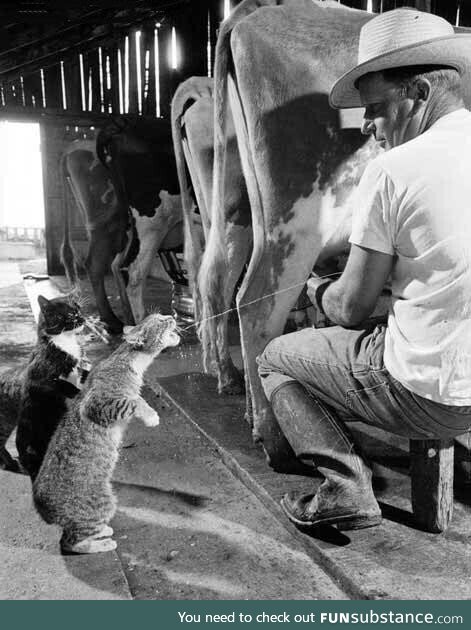 Fresh milk