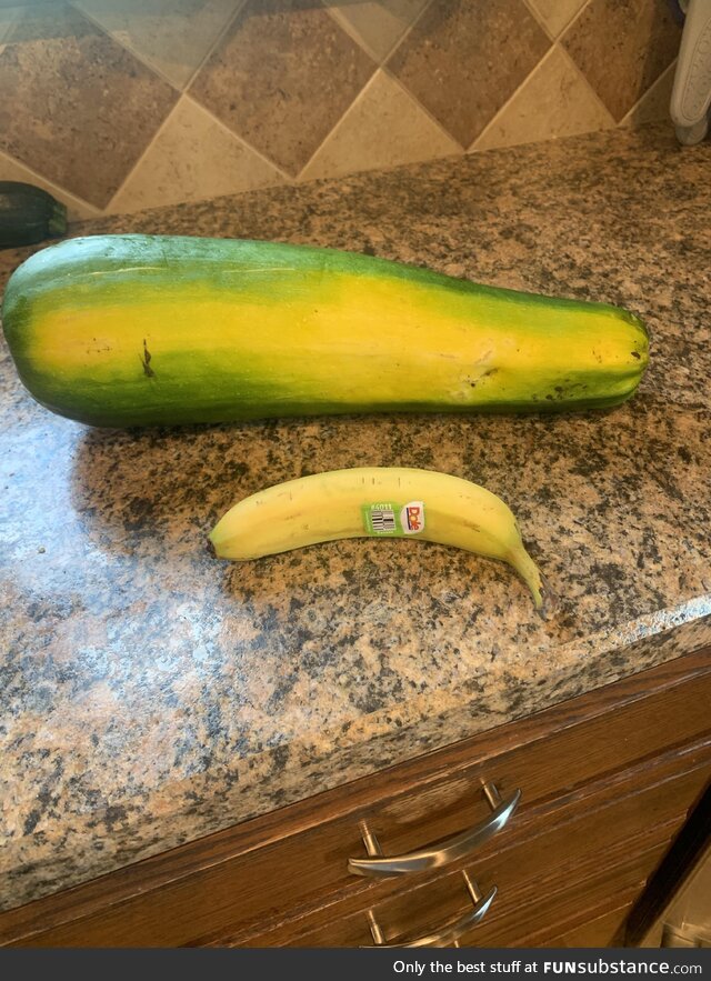 [OC] This massive zucchini, banana for scale