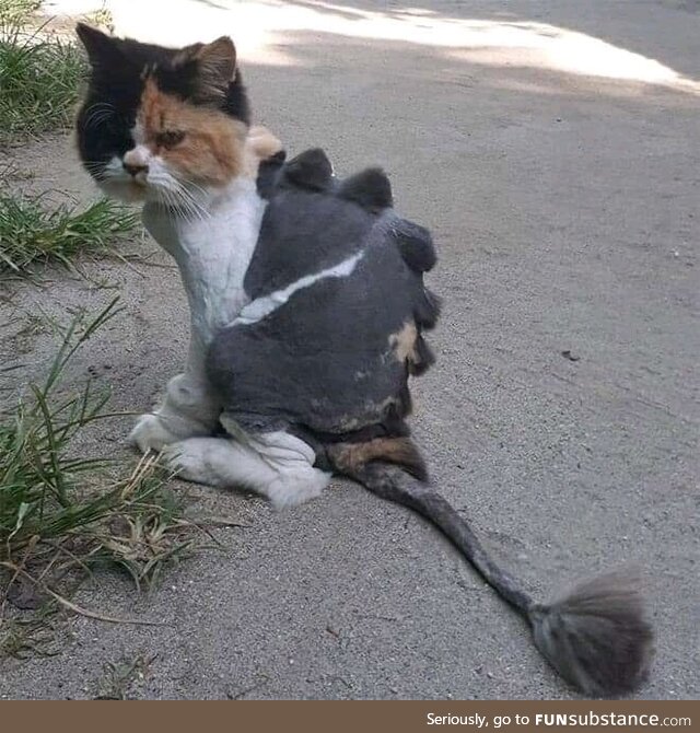 Dragon haircuts Cats