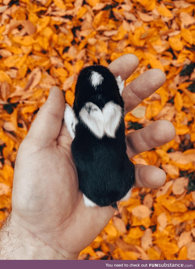 One week old rabbit