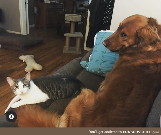 Tell me that dogs not up to something