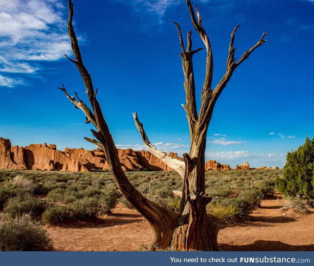 Lonely tree, archesnationalpark