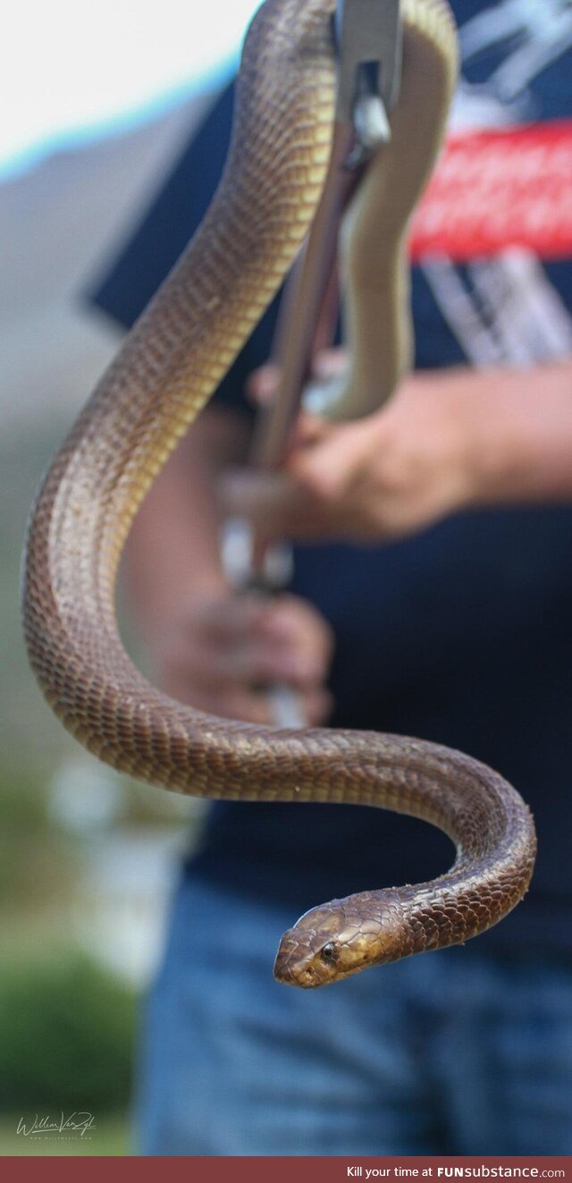 Snake Handler with a dangerously venomous Cape Cobra