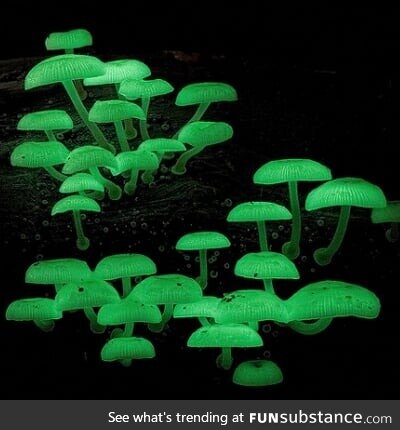 Glow-in-the-dark mushroom - Nature's night lights