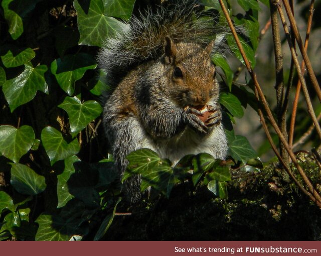 (OC) Took this picture of a cute squirrel
