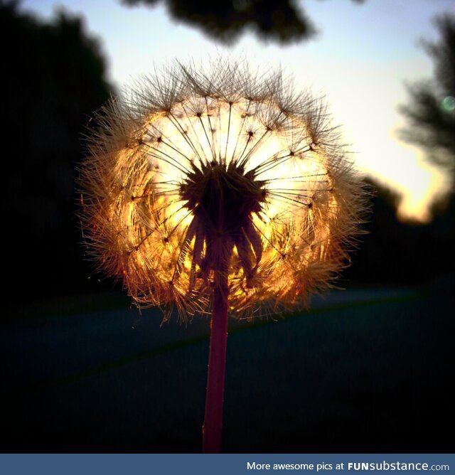 A dandelion at sunrise