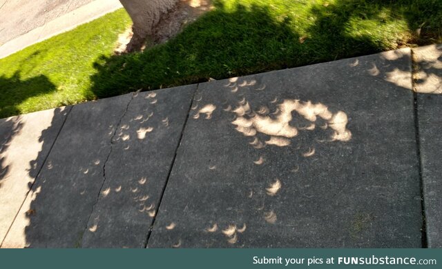 Beams of light showing the phase of the eclipse through a tree in 2017