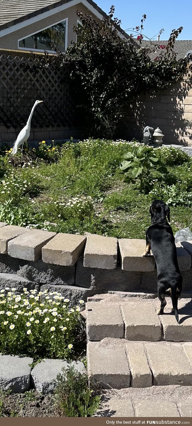 My mom’s dachshund confronting a bird in the backyard. My sister says they’re long