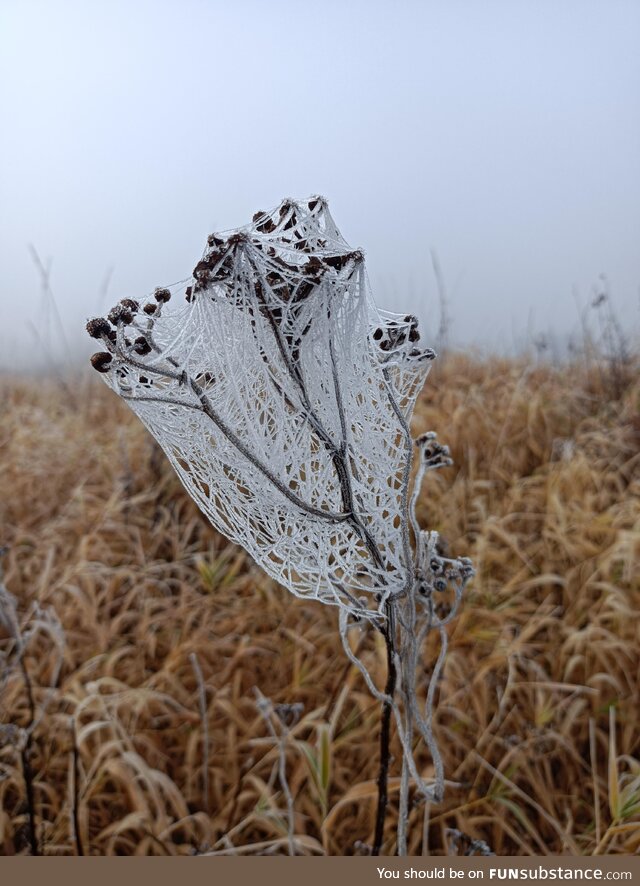 Frozen cobweb on a particularly dewy and misty morning
