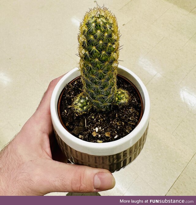 [OP] the perfect cactus doesn’t exist, wait