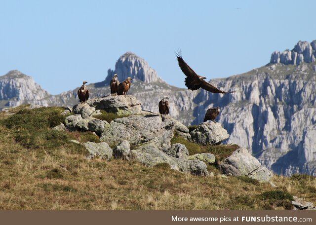 Griffon vultures in Cantabria, Spain