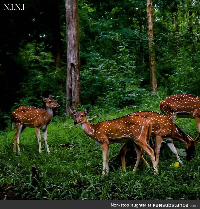 [OC] Just deers chilling