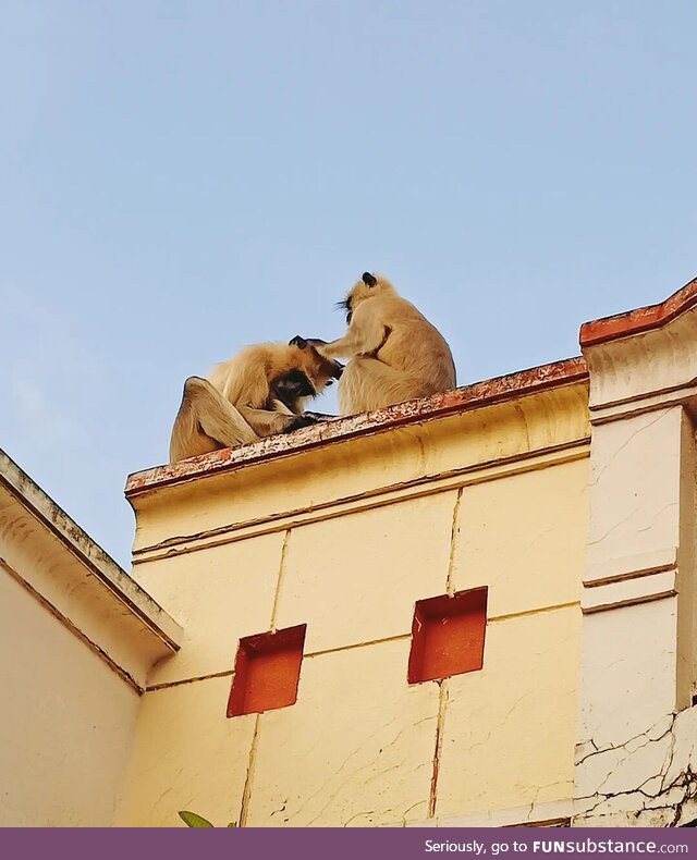 Caring as broo