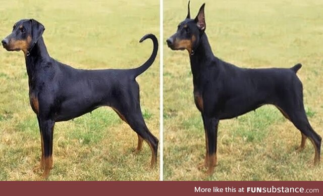 Uncropped dobermans are just wiener dogs as regular dogs