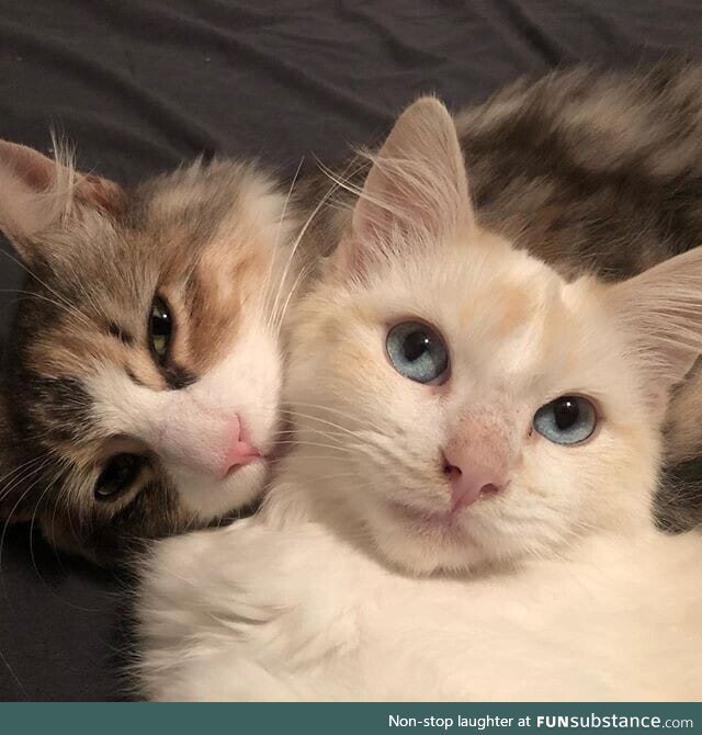 This couple