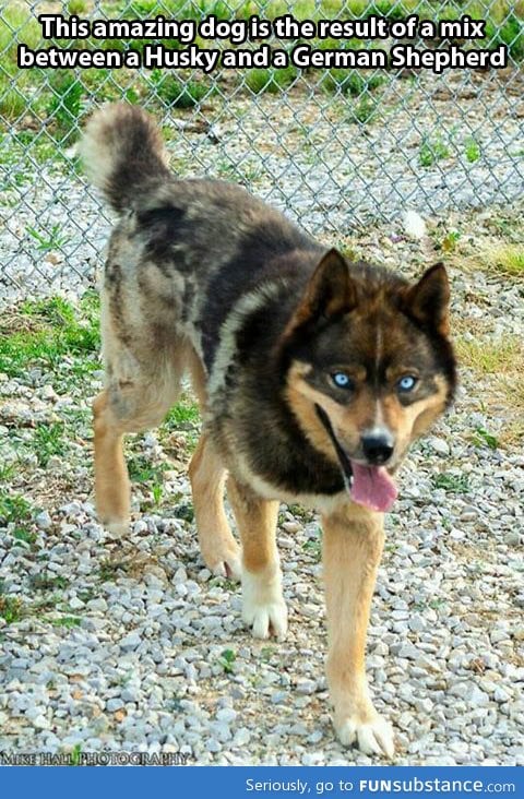 Part Husky, part German Shepherd