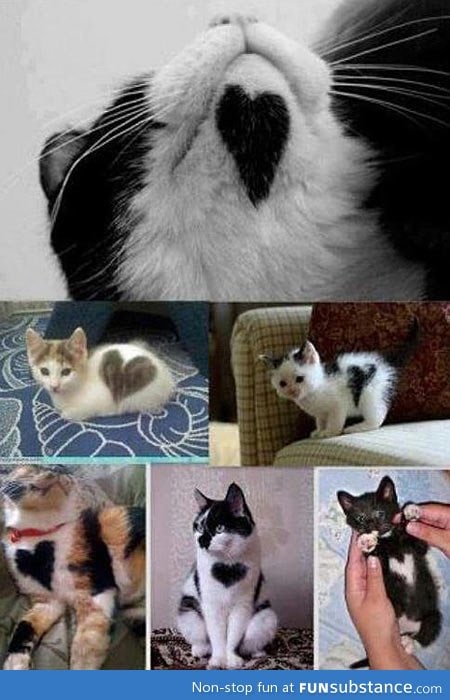 Heart markings on cats