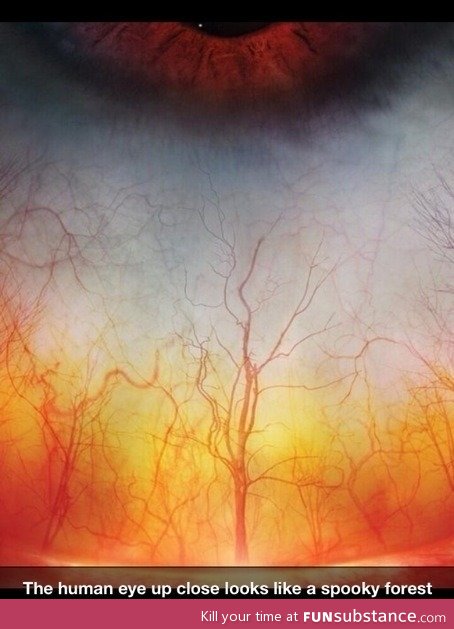 Human eye up close