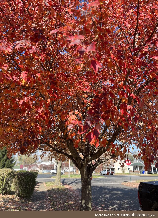 Just a pretty tree :)