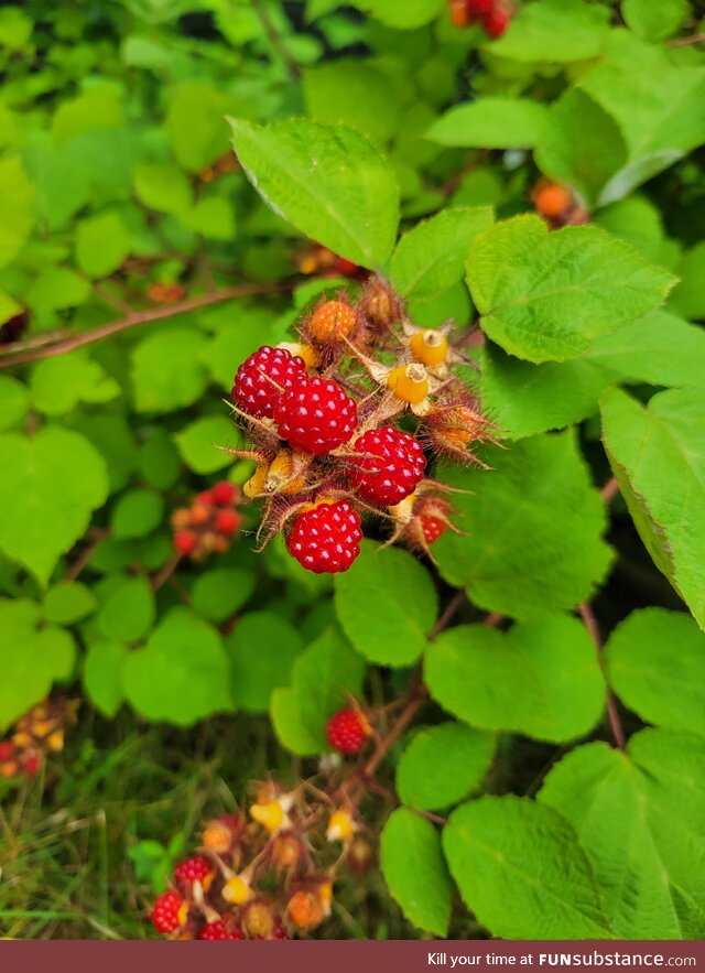 For anybody curious what a wineberry looks like (they glow like rubies in the sunlight)