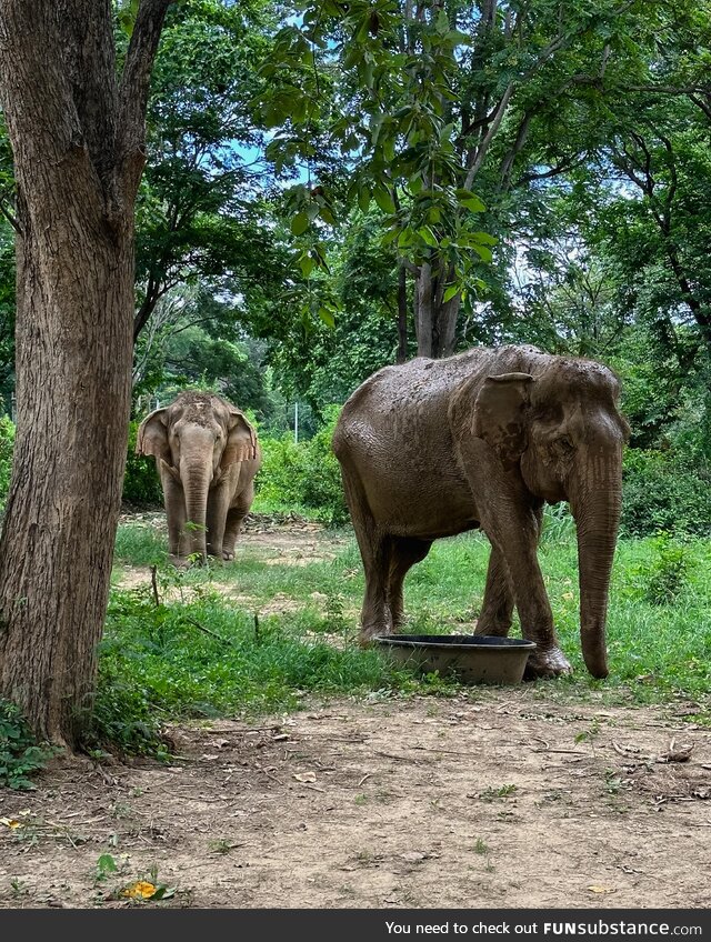 Elephant sanctuary in Thailand