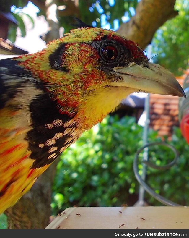 A Crested Barbet in the South African Republic (OC)