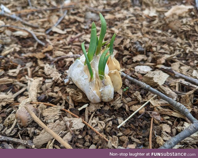 [OC] Yeeted some extra garlic in the backyard a while ago. Went outside today and found