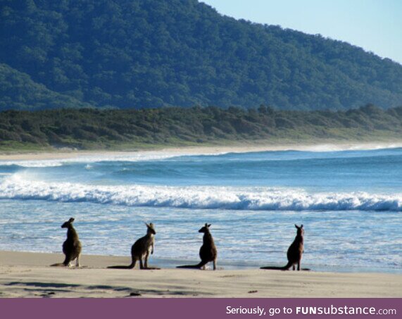 Some kangaroos thinking about going for a surf