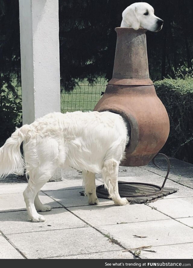 Doggo-scope