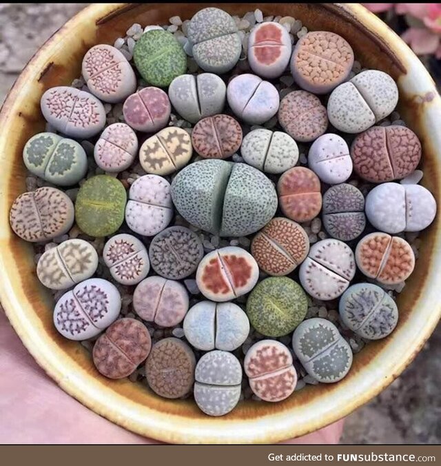 Lithops, type of plants in South Africa that evolved to look like stones