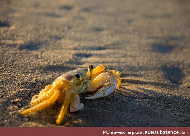 [OC] Here's a pic of a little crab