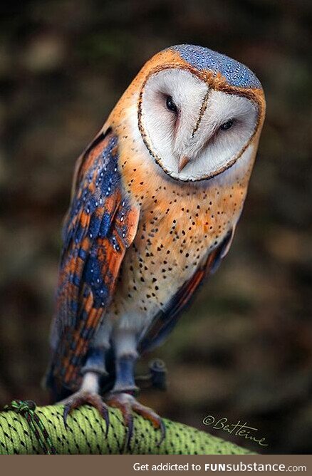 Rainbow barn owl