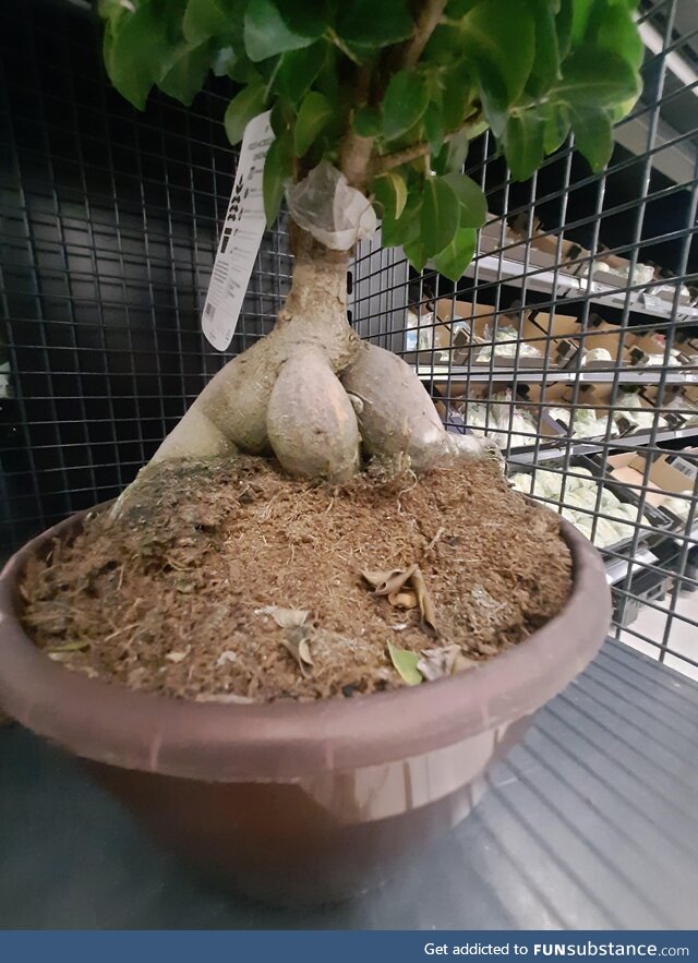 We had a thicc ass and now we've got a fat chode