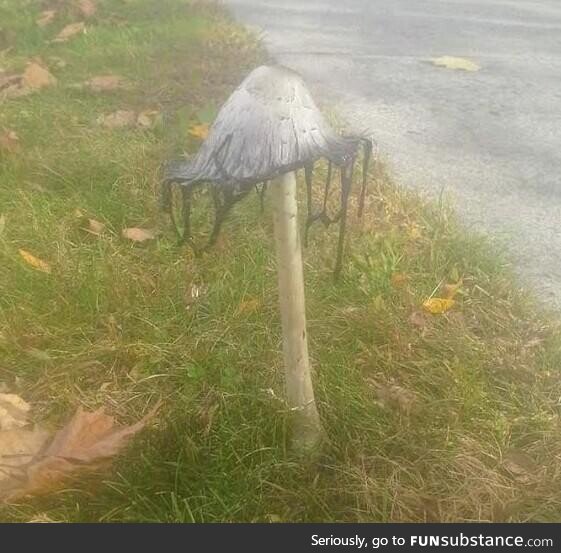 [OC] Cool Mushroom: South Royalton VT circa 2014