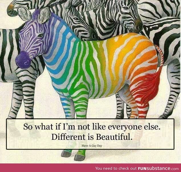 Colorful Zebra