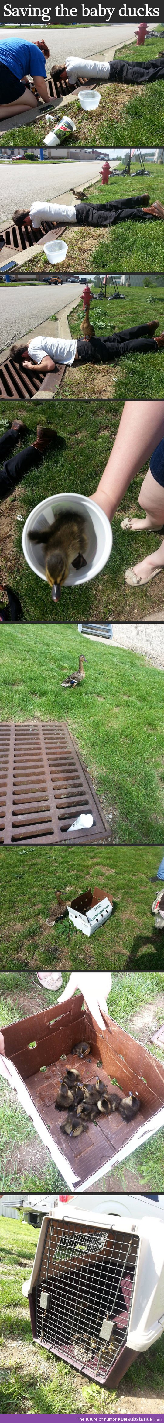 Saving baby ducks