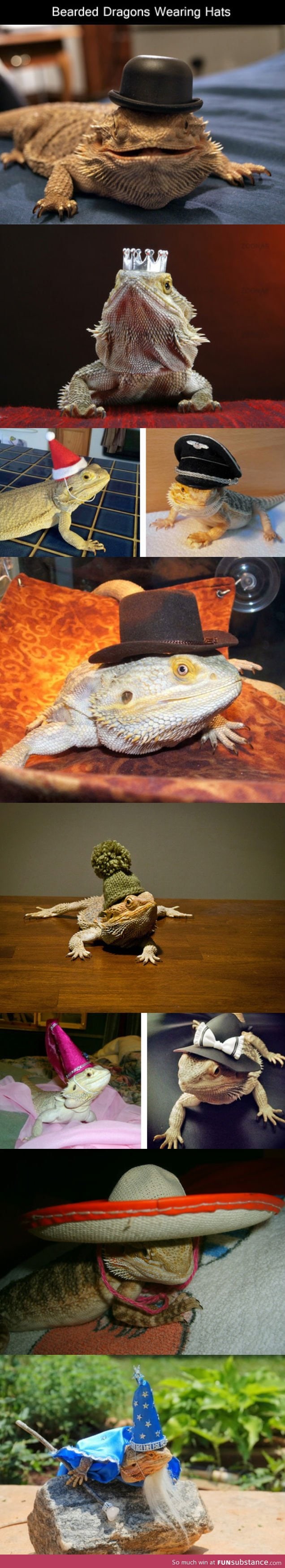 Bearded dragons wearing hats