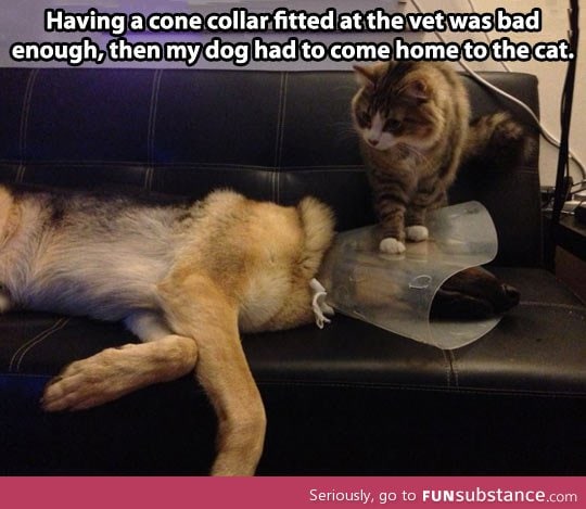 As if the cone of shame wasn't bad enough