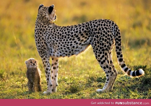 Baby cheetah with his mom