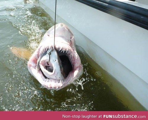 Sharkception: Scientists catch a shark within a shark