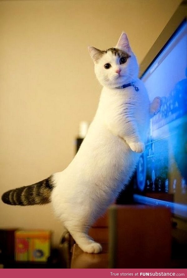 the munchkin cat