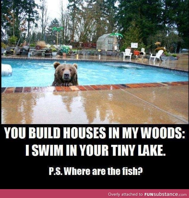 This bear has a good point