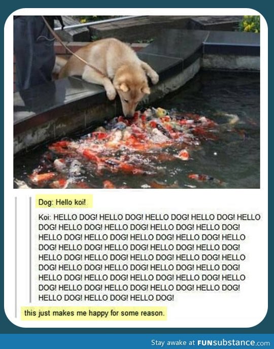 Hello koi