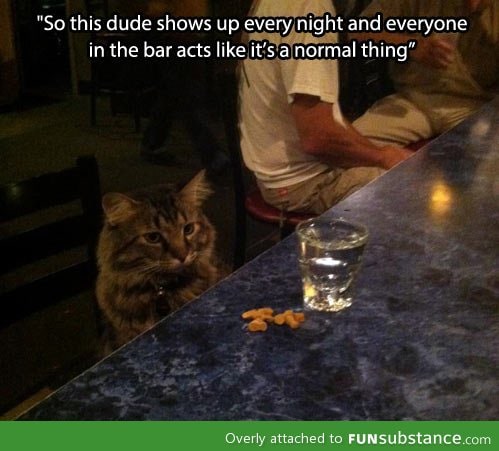 A bar's regular visitor