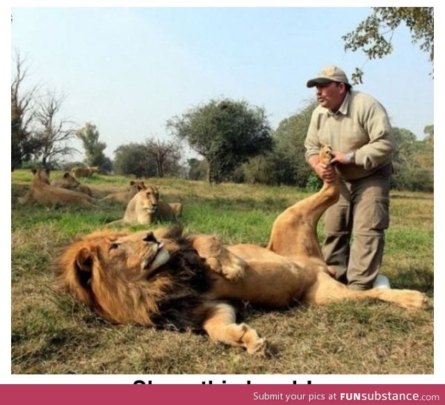 Casually giving a lion a foot massage..